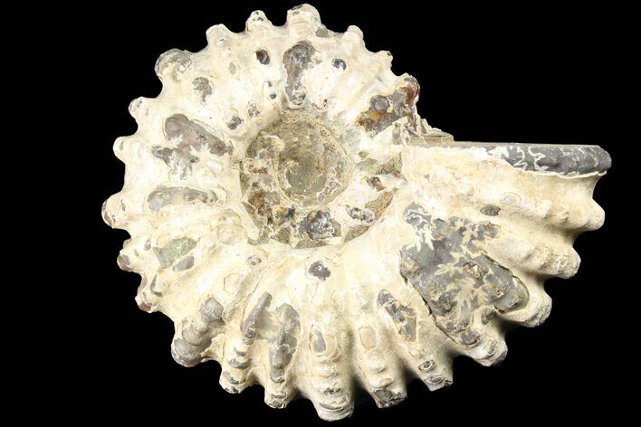 Bumpy Douvilleiceras Ammonite - Madagascar #79123